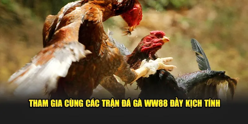 Các thông tin cơ bản về sảnh đá gà WW88 cần nắm rõ