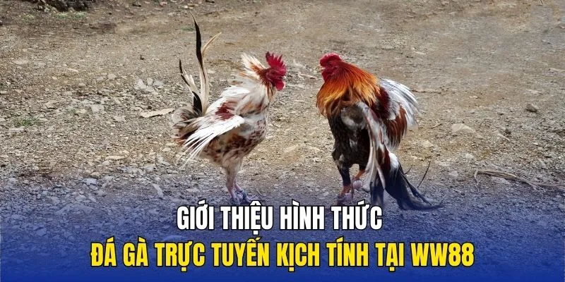 Các hình thức đấu kê được yêu thích tại WW88
